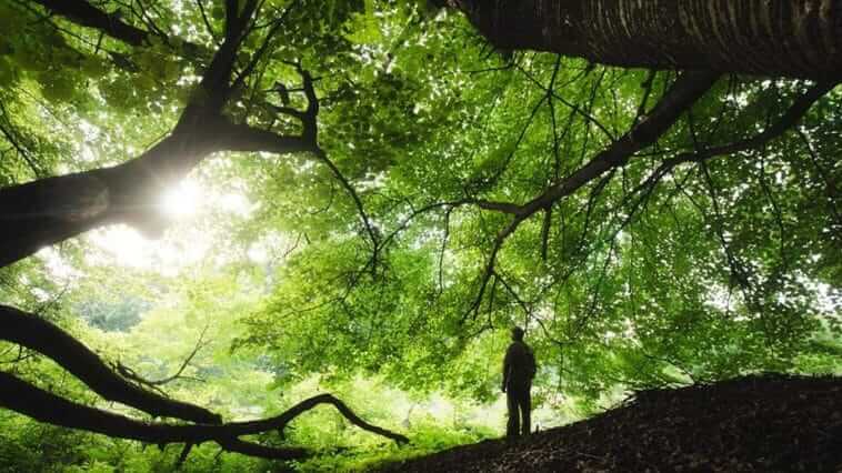 Ağaçların Kesilip Yok Edilmesinin Bizi ve Diğer Canlıları Nasıl Etkiler
