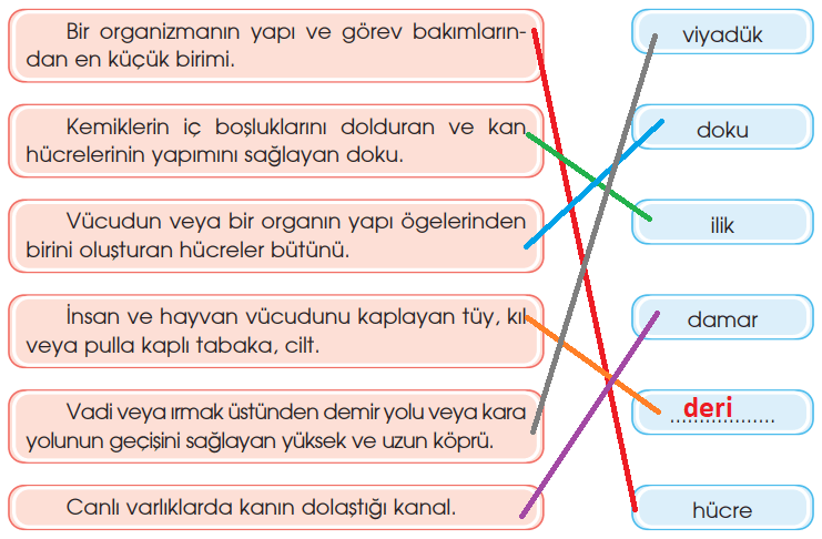 4. Sınıf Türkçe Özgün Yayınları Sayfa 217 Ders Kitabı Cevapları