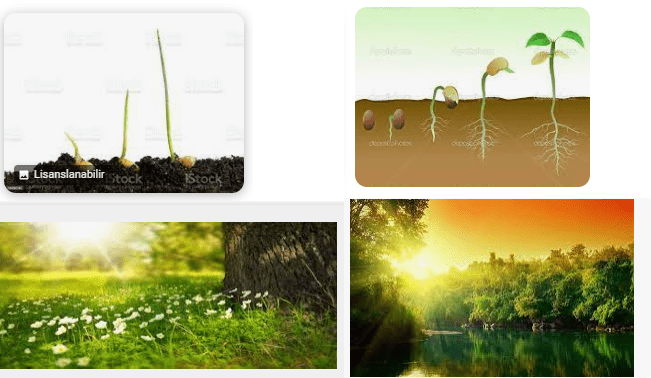 Bitkinin Büyümesi İçin Neler Gereklidir Yazınız