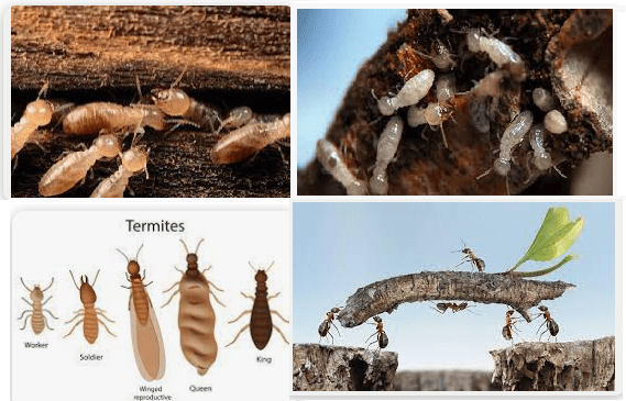 Karıncaların ve Termitlerin Özellikleri