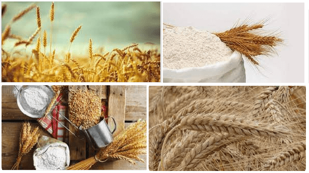 Değirmenden önce insanlar buğdaylarını un haline getirmek için hangi yöntemleri kullanmışlardır
