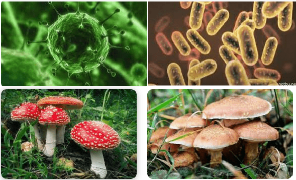 Günlük Yaşamda Karşılaştığımız Mikroskobik Canlılara ve Mantarlara Örnekler