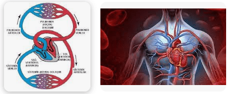 Kalp ile Tüm Vücut Arasında Gerçekleşen, Temiz Kanın Vücuda Dağıtılmasını Sağlayan Kan Dolaşımına Ne Ad Verilir?