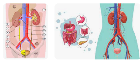 Besin ve Oksijenin Kullanılması Sonucu Oluşan Atık Maddelerin Boşaltım Organlarına Taşınmasında Hangi Sistem Rol Oynar? 