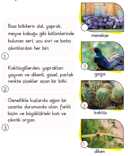 2. Sınıf Türkçe Ders Kitabı Sayfa 19 Cevapları MEB Yayınları
