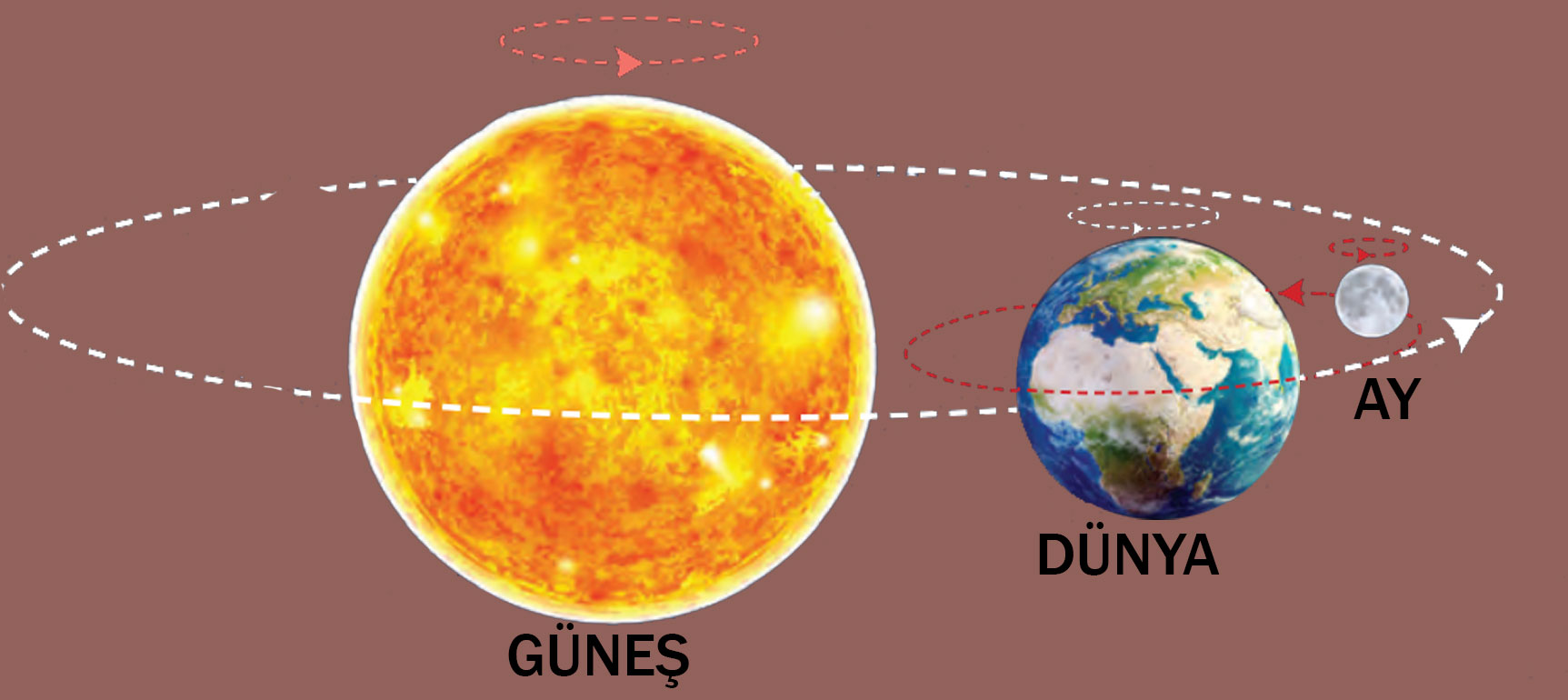 Aşağıda Güneş, Dünya ve Ay modelleri verilmiştir. Modeller üzerine Güneş’in, Dünya’nın ve Ay’ın dönüş yönlerini çizelim.