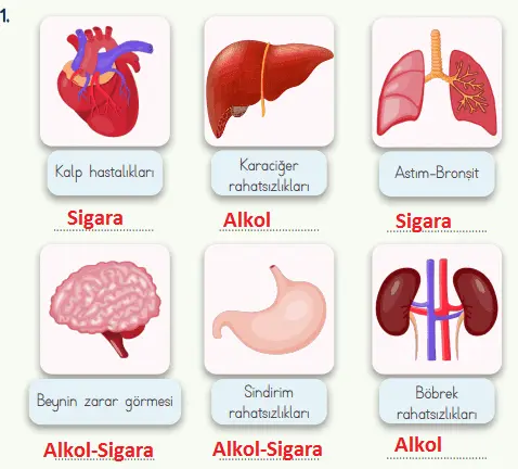 4. Sınıf Fen Bilimleri Ders Kitabı Sayfa 65 Cevapları MEB Yayınları