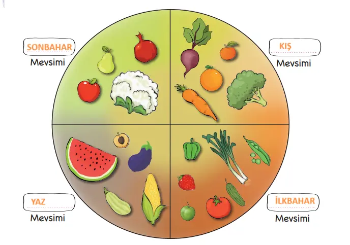 3. Sınıf Hayat Bilgisi Ders Kitabı 99-101-102. Sayfa Cevapları MEB Yayınları 3. Sınıf Hayat Bilgisi Ders Kitabı Sayfa 101 Cevapları MEB Yayınları