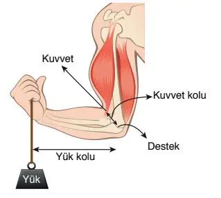 8. Sınıf Fen Bilimleri Ders Kitabı Sayfa 187 Cevapları ATA Yayıncılık
