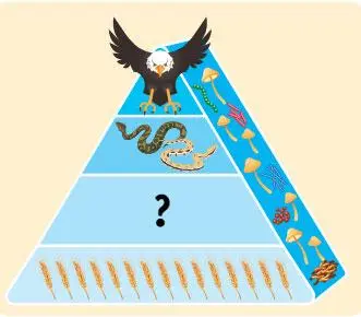 8. Sınıf Fen Bilimleri Ders Kitabı Sayfa 195 Cevapları ATA Yayıncılık