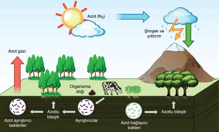 8. Sınıf Fen Bilimleri Ders Kitabı Sayfa 210 Cevapları ATA Yayıncılık