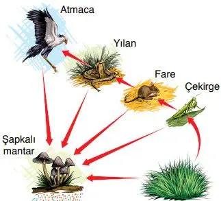 8. Sınıf Fen Bilimleri Ders Kitabı Sayfa 221 Cevapları ATA Yayıncılık