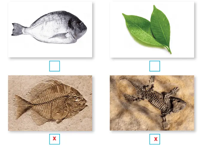 4. Sınıf Fen Bilimleri Ders Kitabı Sayfa 53 Cevapları Pasifik Yayıncılık