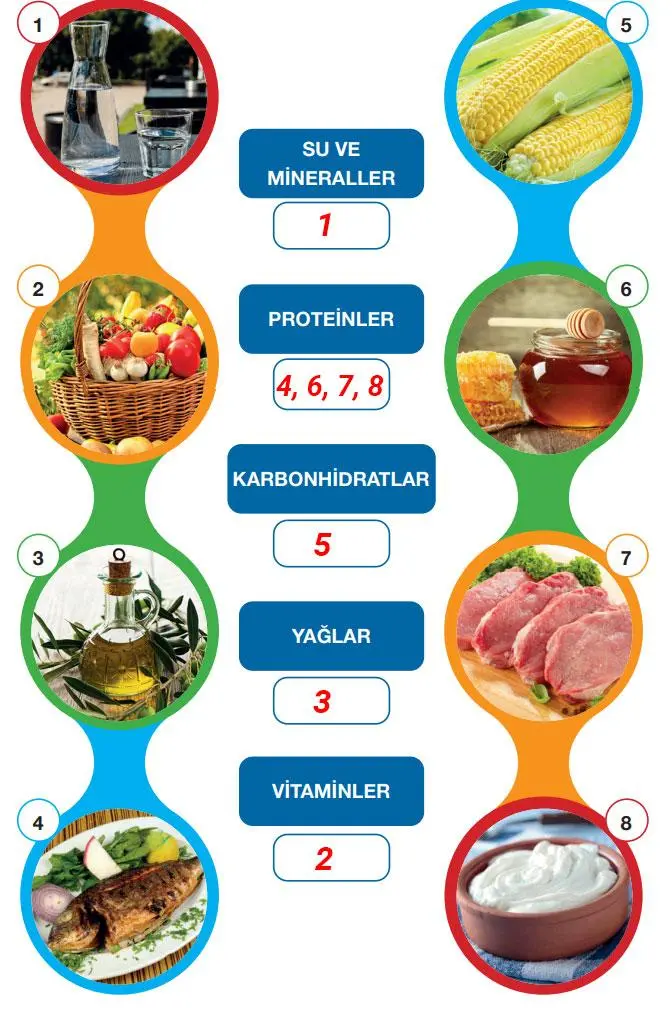4. Sınıf Fen Bilimleri Ders Kitabı Sayfa 80 Cevapları Pasifik Yayıncılık