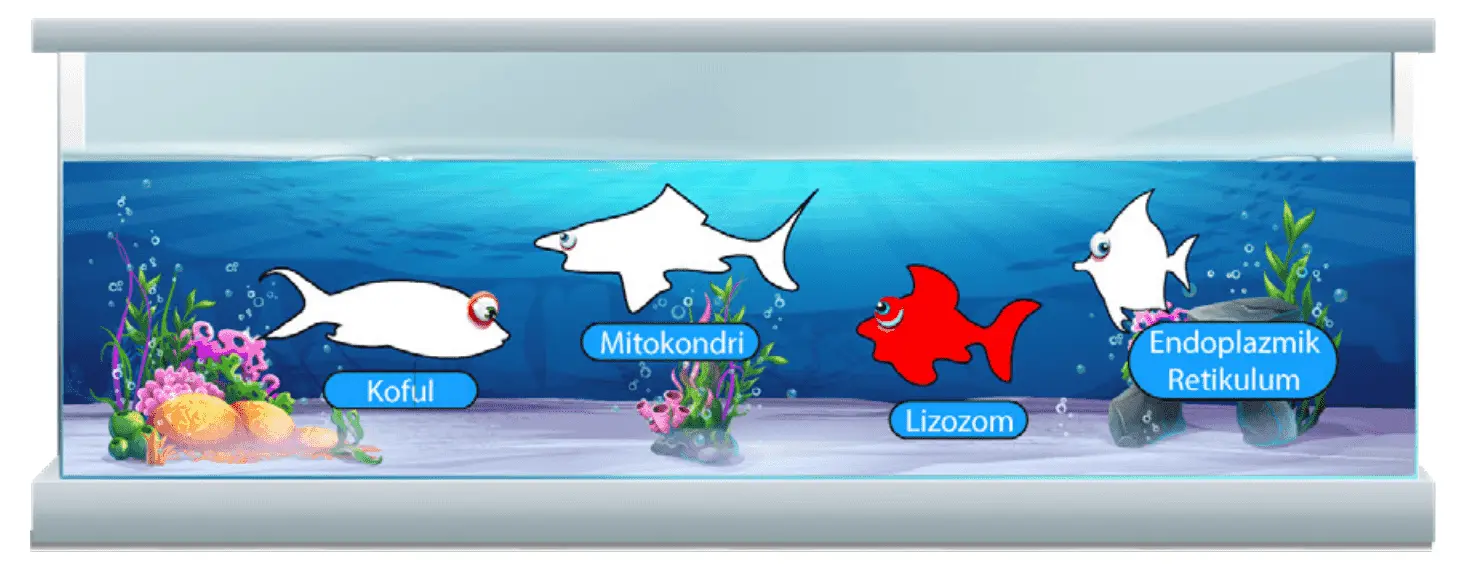 7. Sınıf Fen Bilimleri Ders Kitabı Sayfa 46-47-50-51-52-53-54-55. Cevapları MEB Yayınları 7. Sınıf Fen Bilimleri Ders Kitabı Sayfa 54 Cevapları MEB Yayınları