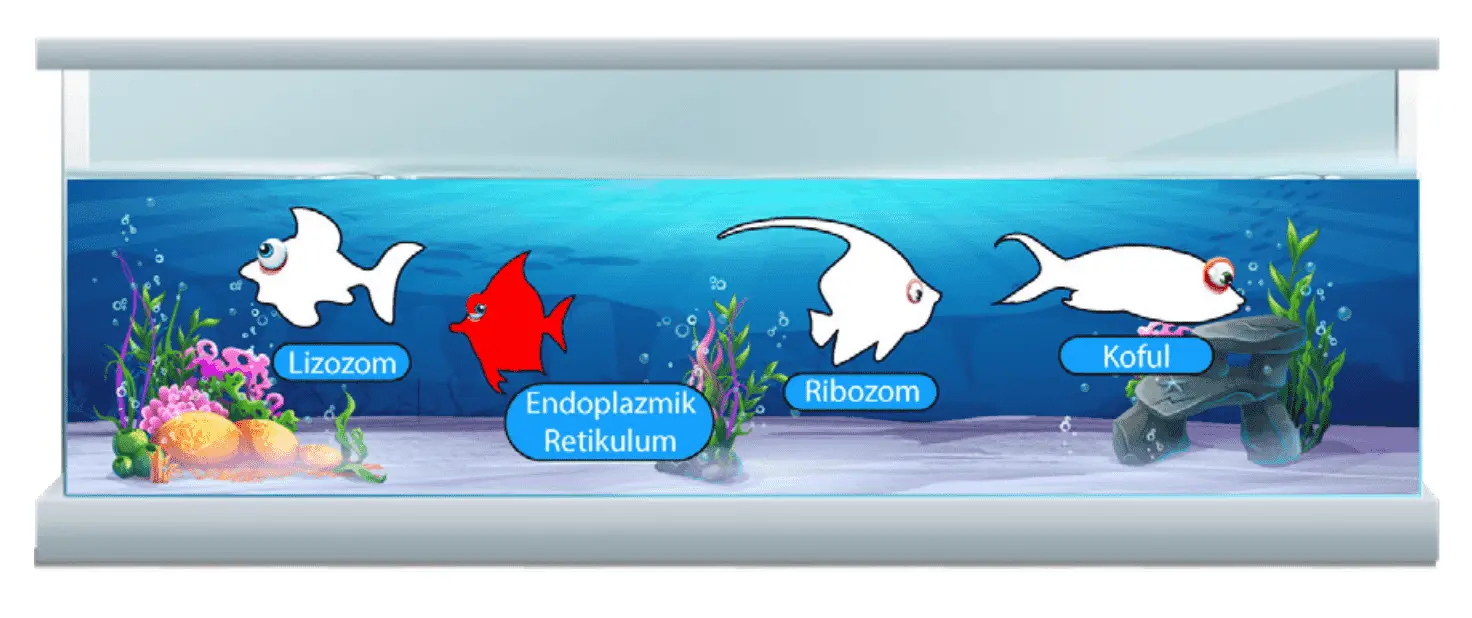 7. Sınıf Fen Bilimleri Ders Kitabı Sayfa 46-47-50-51-52-53-54-55. Cevapları MEB Yayınları 7. Sınıf Fen Bilimleri Ders Kitabı Sayfa 54 Cevapları MEB Yayınları1