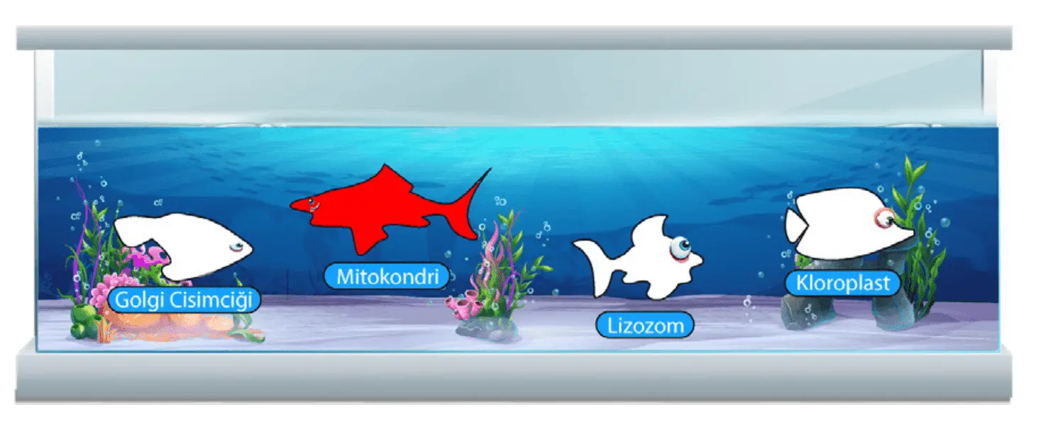 7. Sınıf Fen Bilimleri Ders Kitabı Sayfa 46-47-50-51-52-53-54-55. Cevapları MEB Yayınları 7. Sınıf Fen Bilimleri Ders Kitabı Sayfa 55 Cevapları MEB Yayınları