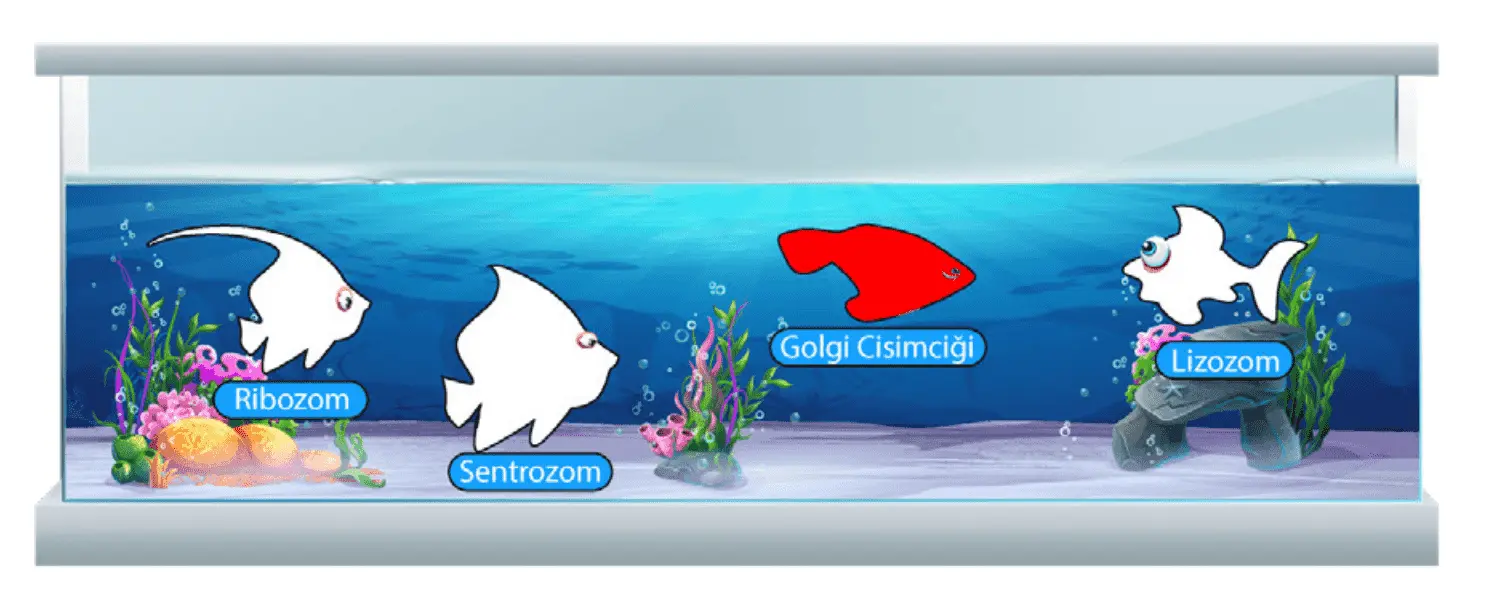 7. Sınıf Fen Bilimleri Ders Kitabı Sayfa 46-47-50-51-52-53-54-55. Cevapları MEB Yayınları 7. Sınıf Fen Bilimleri Ders Kitabı Sayfa 55 Cevapları MEB Yayınları1