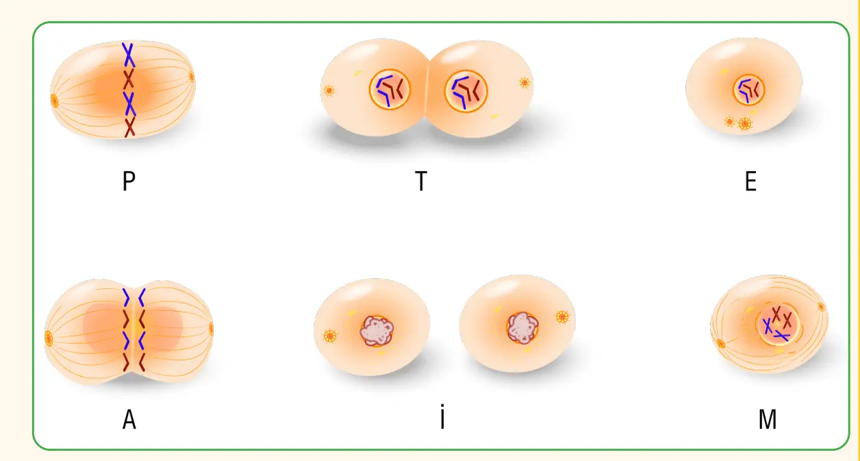 7. Sınıf Fen Bilimleri Ders Kitabı Sayfa 56-57-60-61. Cevapları MEB Yayınları 7. Sınıf Fen Bilimleri Ders Kitabı Sayfa 60-61 Cevapları MEB Yayınları1