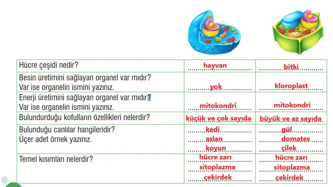 7. Sınıf Fen Bilimleri Ders Kitabı Sayfa 70 Cevapları MEB Yayınları1