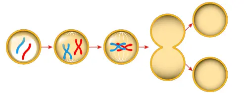 7. Sınıf Fen Bilimleri Ders Kitabı Sayfa 72 Cevapları MEB Yayınları