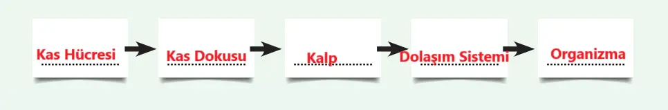 5. Sınıf Fen Bilimleri Ders Kitabı Sayfa 118 Cevapları MEB Yayınları