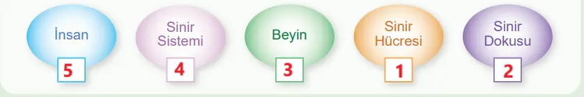 5. Sınıf Fen Bilimleri Ders Kitabı Sayfa 119 Cevapları MEB Yayınları