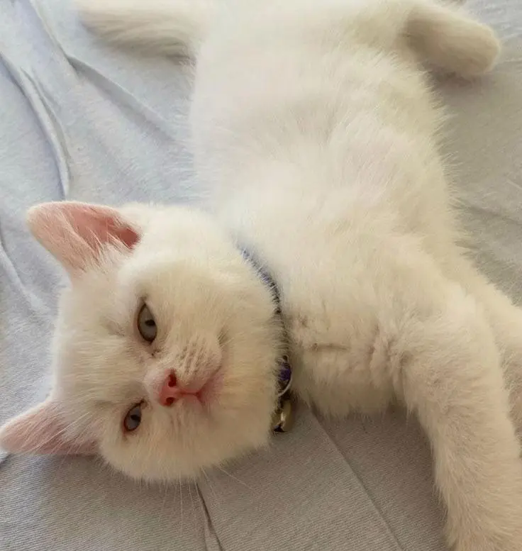 7.  Sınıf Türkçe Ders Kitabı Sayfa 162 Cevapları Özgün Yayınları