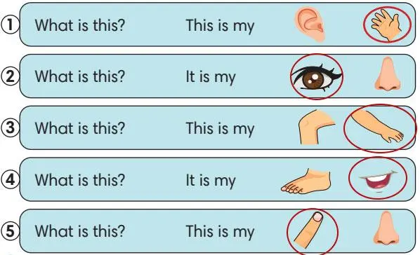 2. Sınıf İngilizce Ders Kitabı Sayfa 80 Cevapları MEB Yayınları