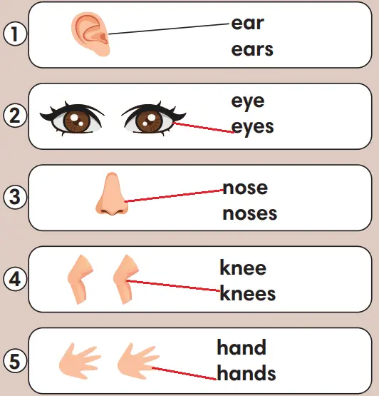 2. Sınıf İngilizce Ders Kitabı Sayfa 82 Cevapları MEB Yayınları