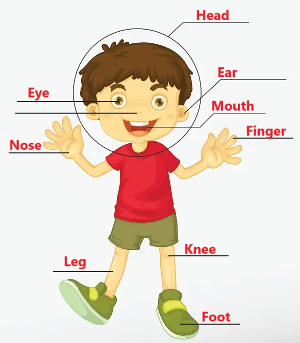 2. Sınıf İngilizce Ders Kitabı 90-91-92-93-94-95-96-97-98-99-100-101. Sayfa Cevapları Hecce Yayıncılık 2. Sınıf İngilizce Ders Kitabı Sayfa 98 Cevapları Hecce Yayıncılık