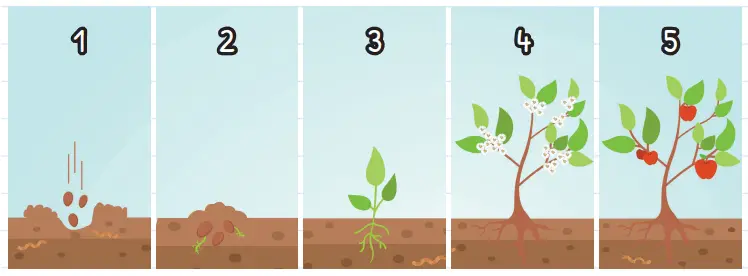 3. Sınıf Fen Bilimleri Ders Kitabı Sayfa 165 Cevapları MEB Yayınları