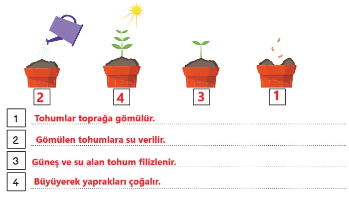 3. Sınıf Fen Bilimleri Ders Kitabı Sayfa 186 Cevapları MEB Yayınları