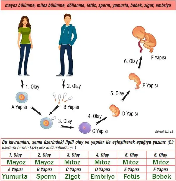 7. Sınıf Fen Bilimleri Ders Kitabı Sayfa 180-184-185. Cevapları MEB Yayınları 7. Sınıf Fen Bilimleri Ders Kitabı Sayfa 185 Cevapları MEB Yayınları
