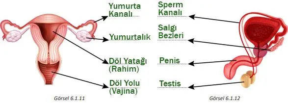 7. Sınıf Fen Bilimleri Ders Kitabı Sayfa 180-184-185. Cevapları MEB Yayınları 7. Sınıf Fen Bilimleri Ders Kitabı Sayfa 185 Cevapları MEB Yayınları
