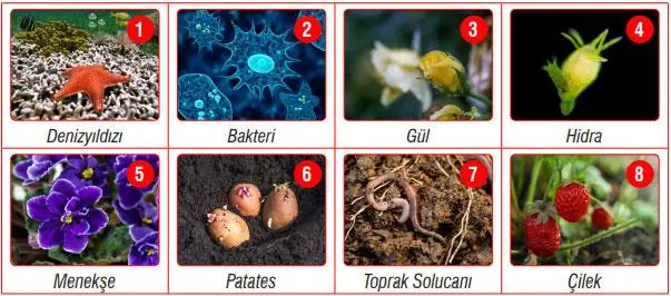 7. Sınıf Fen Bilimleri Ders Kitabı Sayfa 197 Cevapları MEB Yayınları