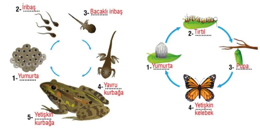 7. Sınıf Fen Bilimleri Ders Kitabı Sayfa 198 Cevapları MEB Yayınları