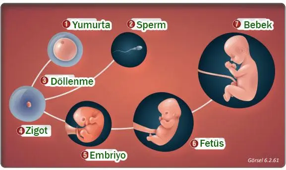 7. Sınıf Fen Bilimleri Ders Kitabı Sayfa 200 Cevapları MEB Yayınları