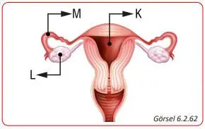 7. Sınıf Fen Bilimleri Ders Kitabı Sayfa 201-202 Cevapları MEB Yayınları