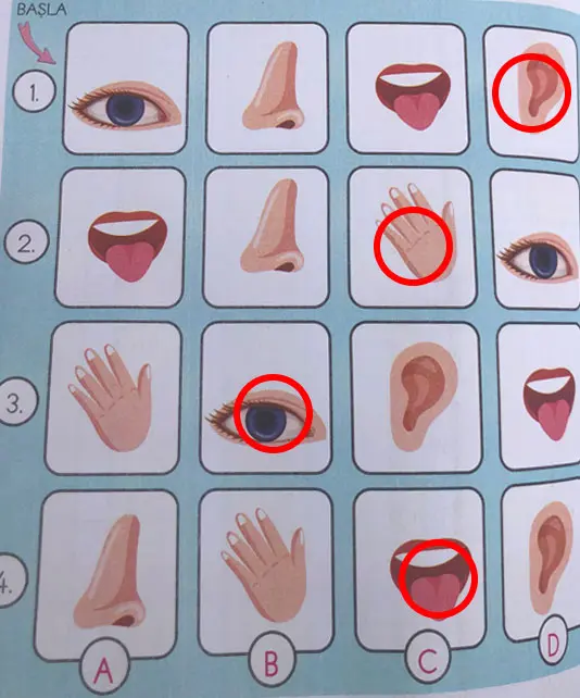 3. Sınıf Fen Bilimleri Ders Kitabı Sayfa 60 Cevapları CEM Yayıncılık