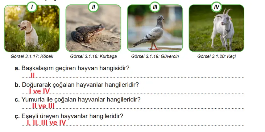 6. Sınıf Fen Bilimleri Ders Kitabı Sayfa 102 Cevapları MEB Yayınları