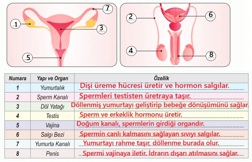 6. Sınıf Fen Bilimleri Ders Kitabı 103-105-106-107. Sayfa Cevapları 1. KİTAP 6. Sınıf Fen Bilimleri Ders Kitabı Sayfa 103 Cevapları MEB Yayınları