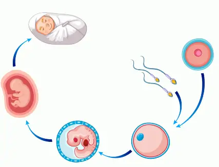 6. Sınıf Fen Bilimleri Ders Kitabı 103-105-106-107. Sayfa Cevapları 1. KİTAP 6. Sınıf Fen Bilimleri Ders Kitabı Sayfa 105 Cevapları MEB Yayınları