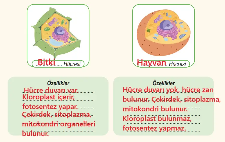 6. Sınıf Fen Bilimleri Ders Kitabı Sayfa 80 Cevapları MEB Yayınları