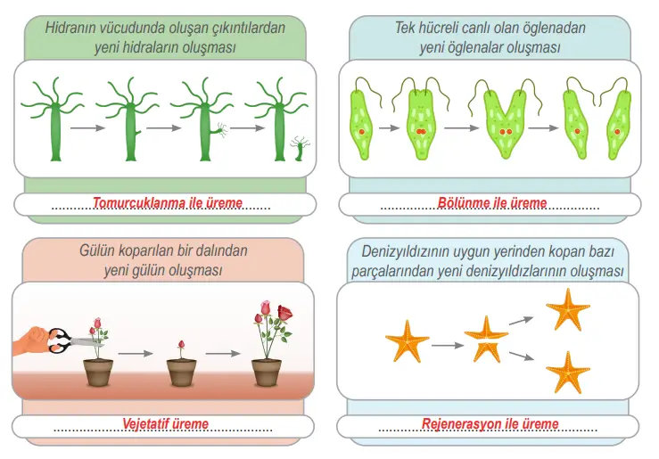6. Sınıf Fen Bilimleri Ders Kitabı Sayfa 85 Cevapları MEB Yayınları