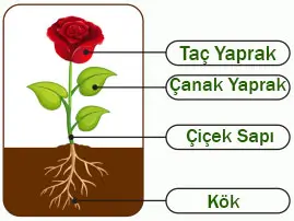 6. Sınıf Fen Bilimleri Ders Kitabı 87-88-90-91-92-93. Sayfa Cevapları 1. KİTAP 6. Sınıf Fen Bilimleri Ders Kitabı Sayfa 87 Cevapları MEB Yayınları