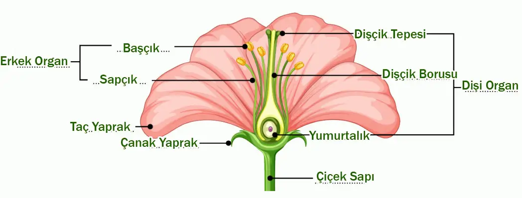 6. Sınıf Fen Bilimleri Ders Kitabı 87-88-90-91-92-93. Sayfa Cevapları 1. KİTAP 6. Sınıf Fen Bilimleri Ders Kitabı Sayfa 88 Cevapları MEB Yayınları