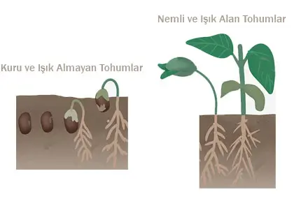 6. Sınıf Fen Bilimleri Ders Kitabı Sayfa 94-95 Cevapları MEB Yayınları