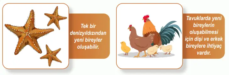 6. Sınıf Fen Bilimleri Ders Kitabı Sayfa 97 Cevapları MEB Yayınları