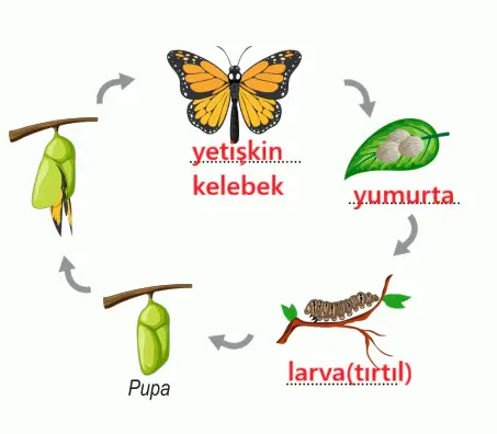 6. Sınıf Fen Bilimleri Ders Kitabı Sayfa 98 Cevapları MEB Yayınları